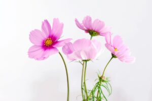 婚活アプリで本気の職業の嘘を見抜く方法は？
