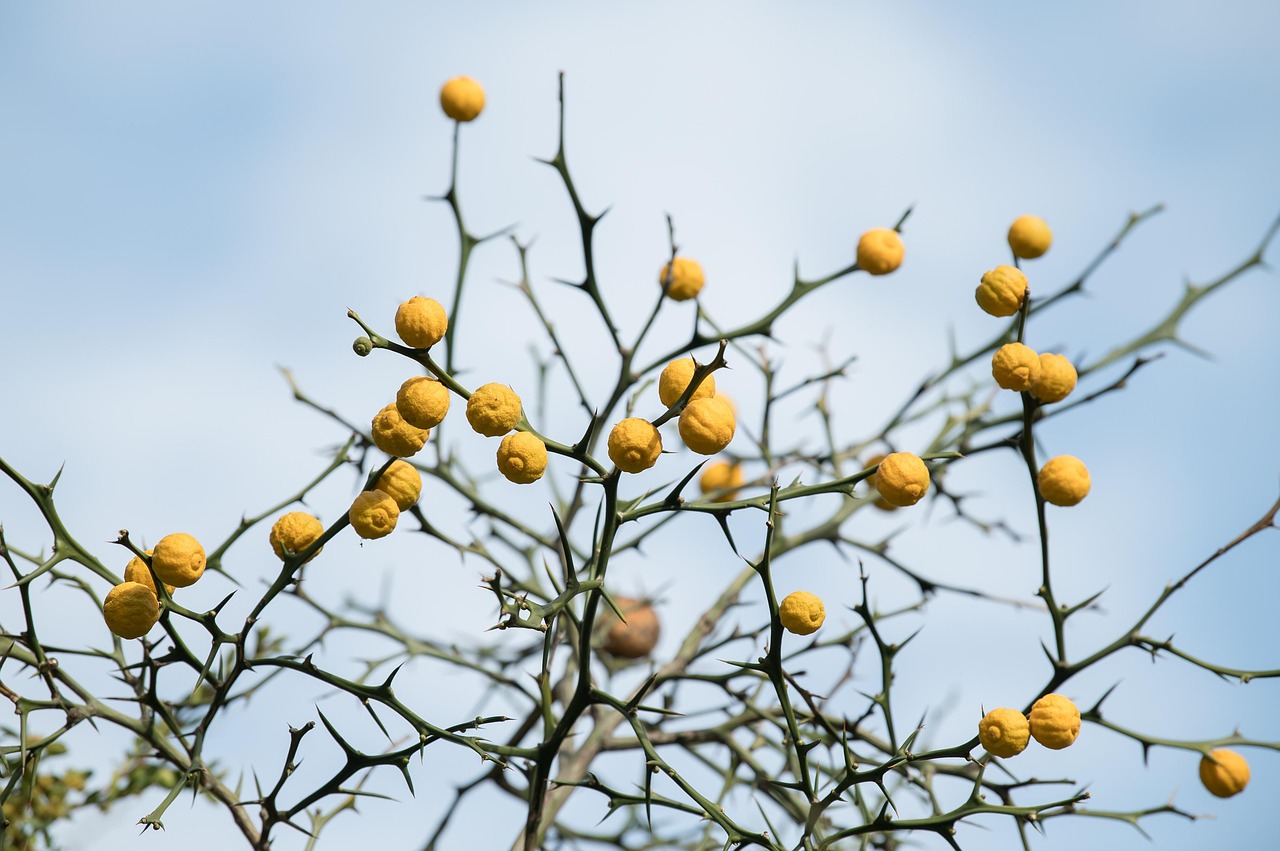 再婚を考える人におすすめの結婚前提アプリは？