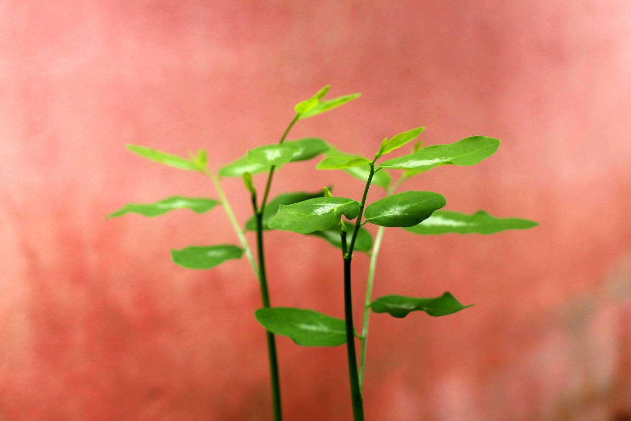 結婚前提の恋活と婚活アプリの選び方は？